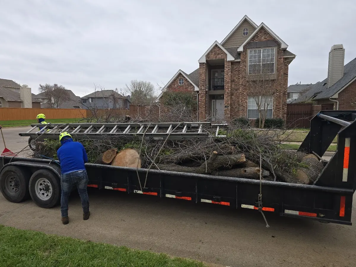 Expert Tree Removal with proper safety equipment in Heidelberg